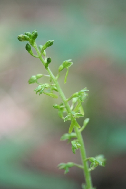 Listera ovata delle Alpi Venete